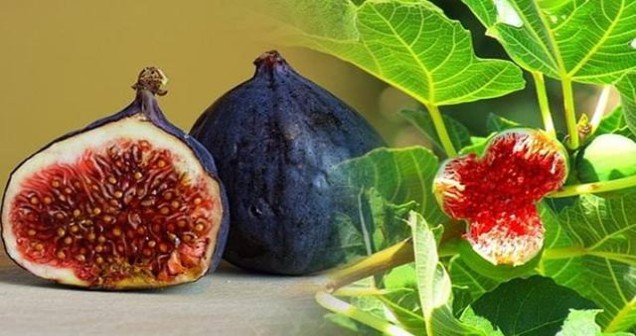 Rüyada İncir Yemek
